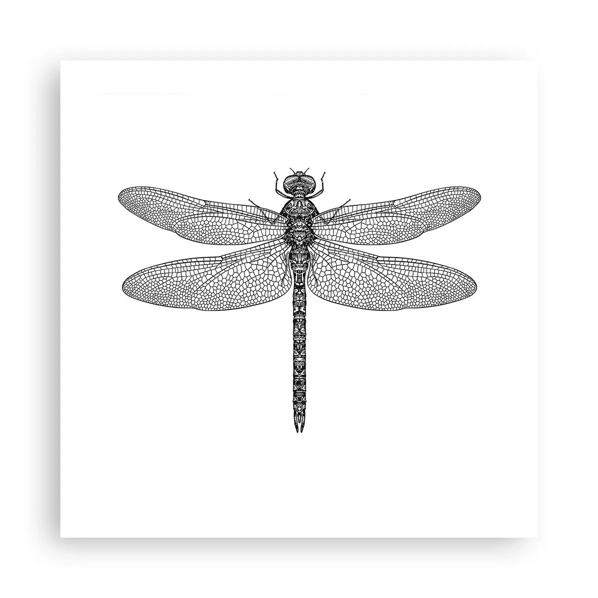 Affisch - Precision i naturen - 50x50 cm