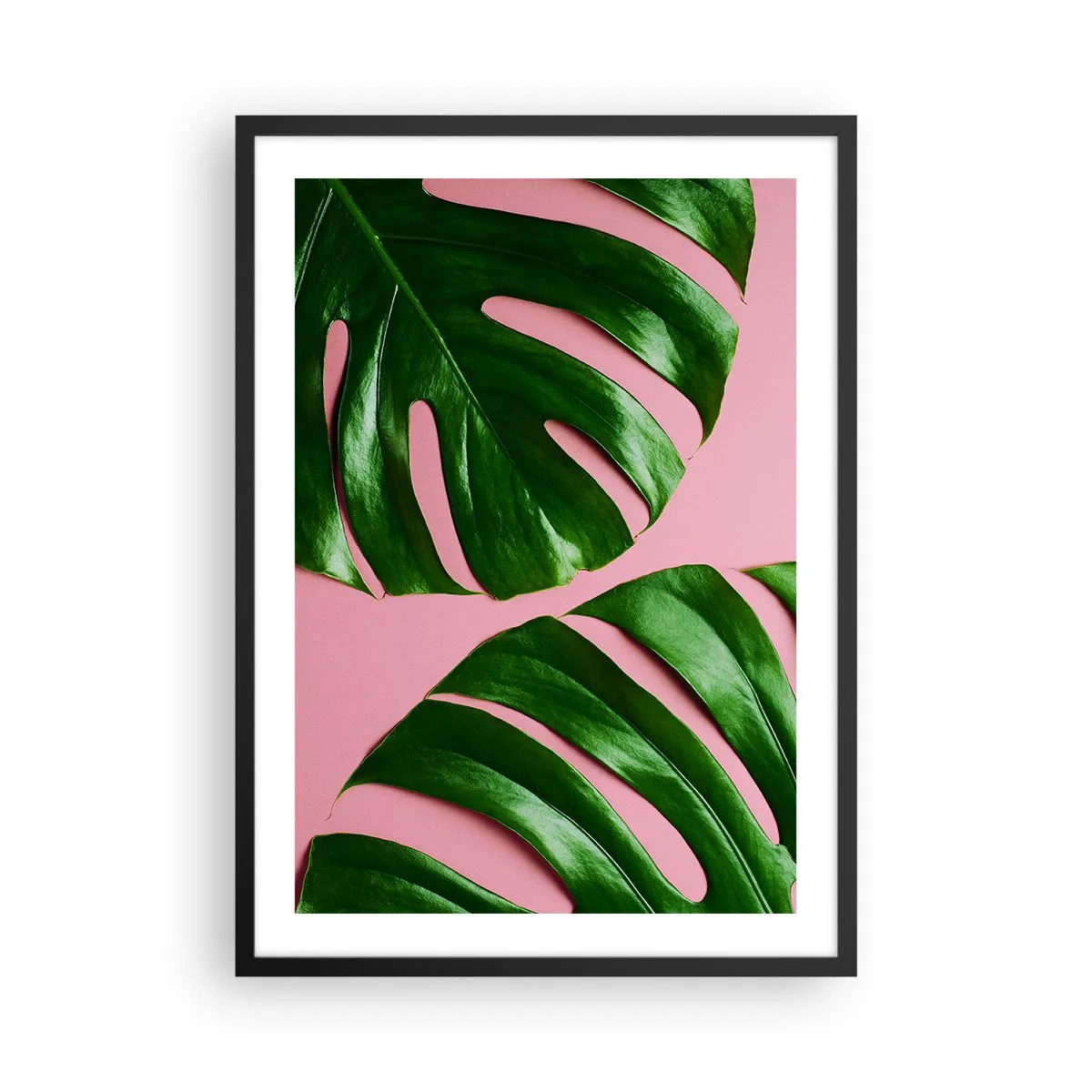 Affisch i svart ram - Monsterablad på rosa bakgrund i minimalistisk stil - 50x70cm - Grön rendez-vous - Modern väggdekoration för vardagsrum och sovrum ARTTOR