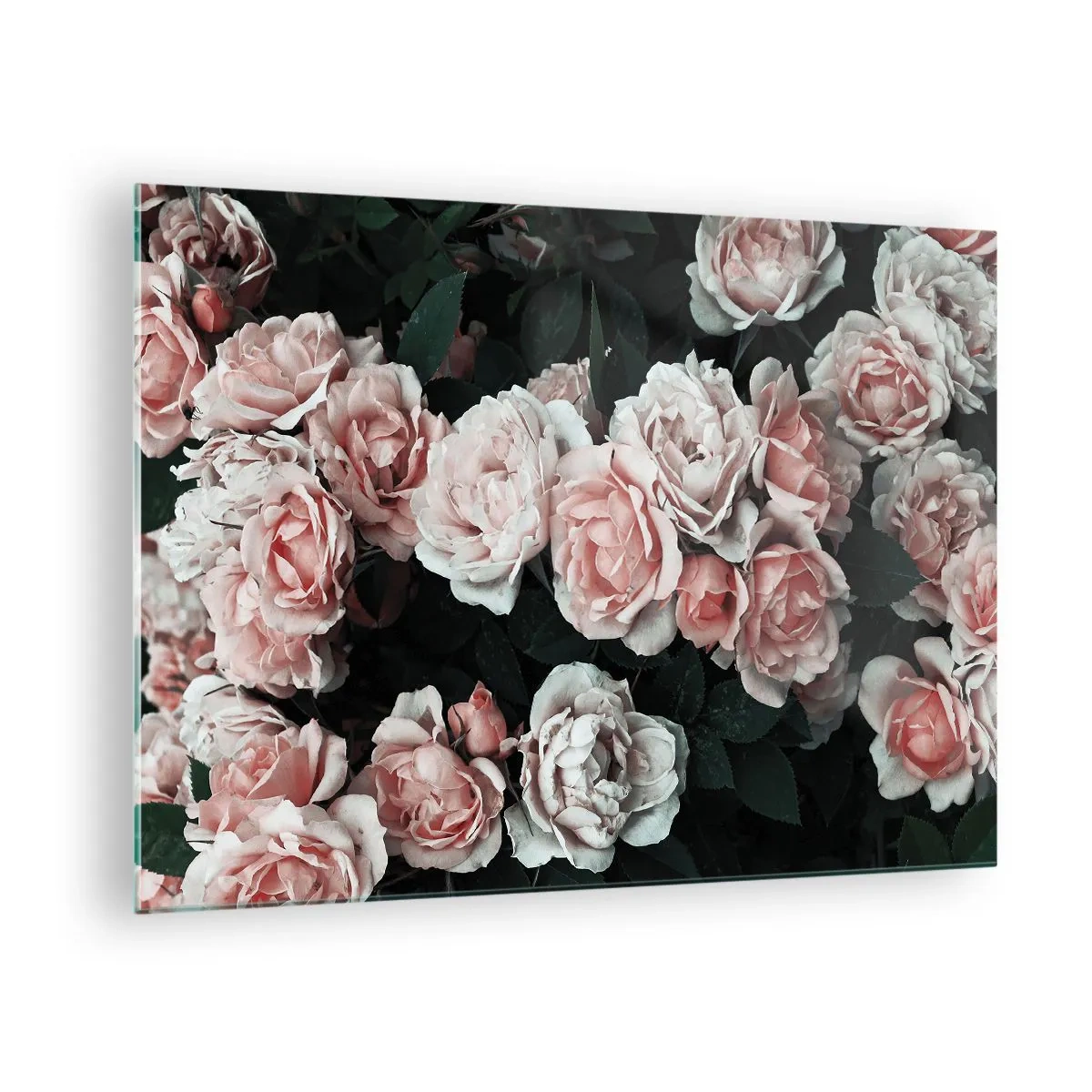 Glastavla - Bild på glas - En närbild av en bukett rosa rosor mot en mörk bakgrund - 70x50cm - Rosansamble - Modern väggdekoration för vardagsrum och sovrum ARTTOR