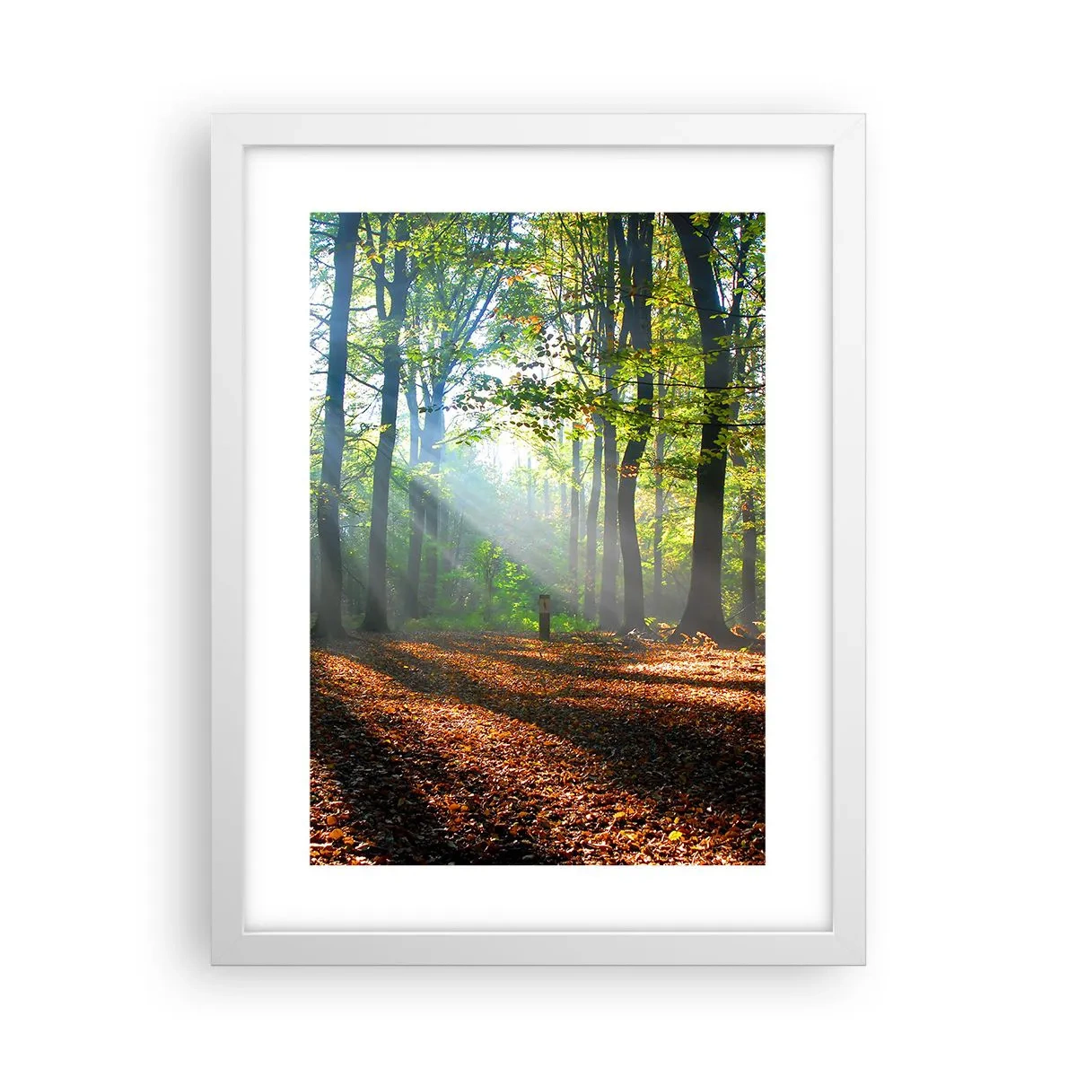 Affisch i vit ram - Sken-och skuggspel - 30x40 cm