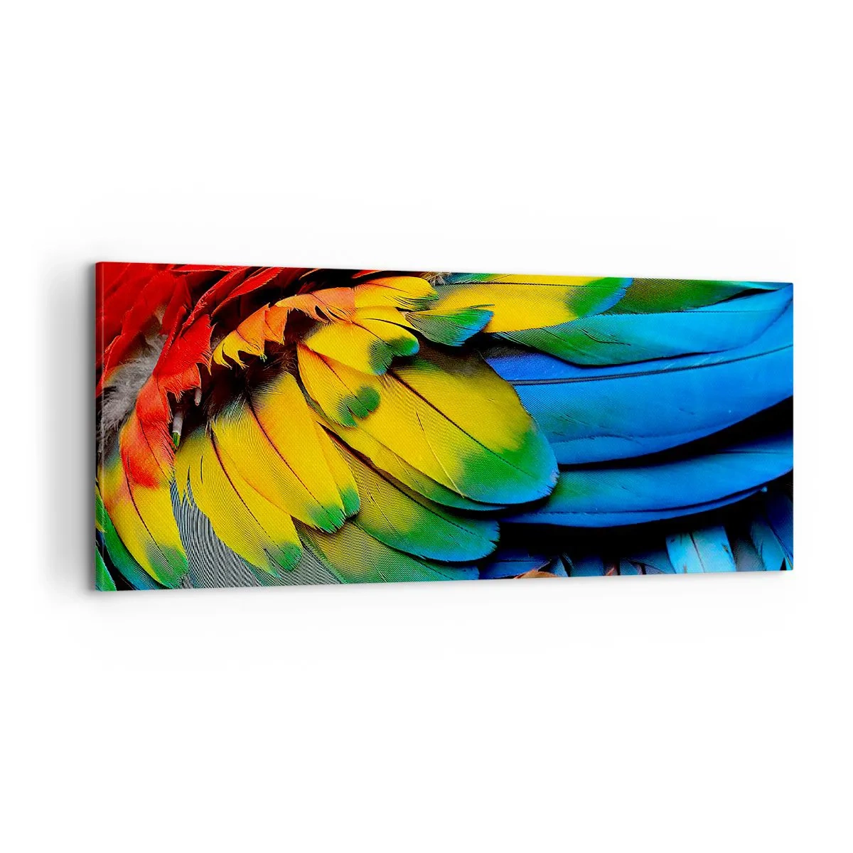 Canvastavla - Bild på duk - Paradisfågel - 100x40 cm