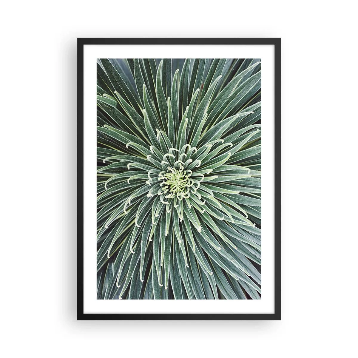 Affisch i svart ram - En närbild av en grön växt med symmetriska blad. - 50x70cm - Stjärna föds - Modern väggdekoration för vardagsrum och sovrum ARTTOR