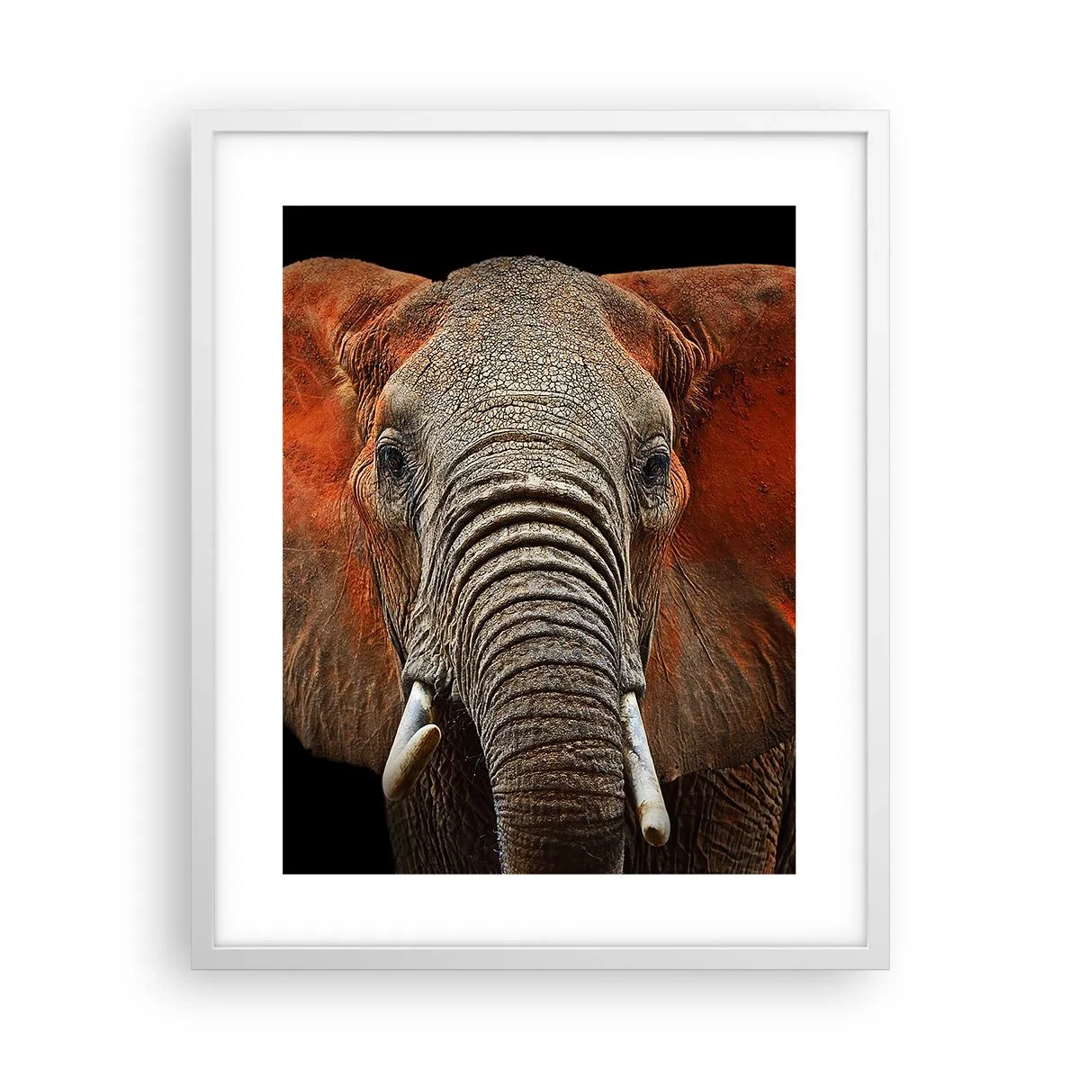 Affisch i vit ram - Jag är vild, och du? - 40x50 cm