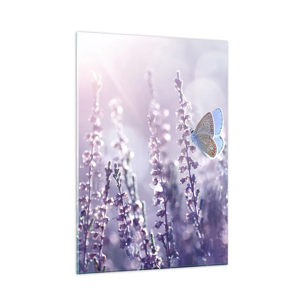 Glastavla - Bild på glas - En fjärils kyss - 50x70 cm
