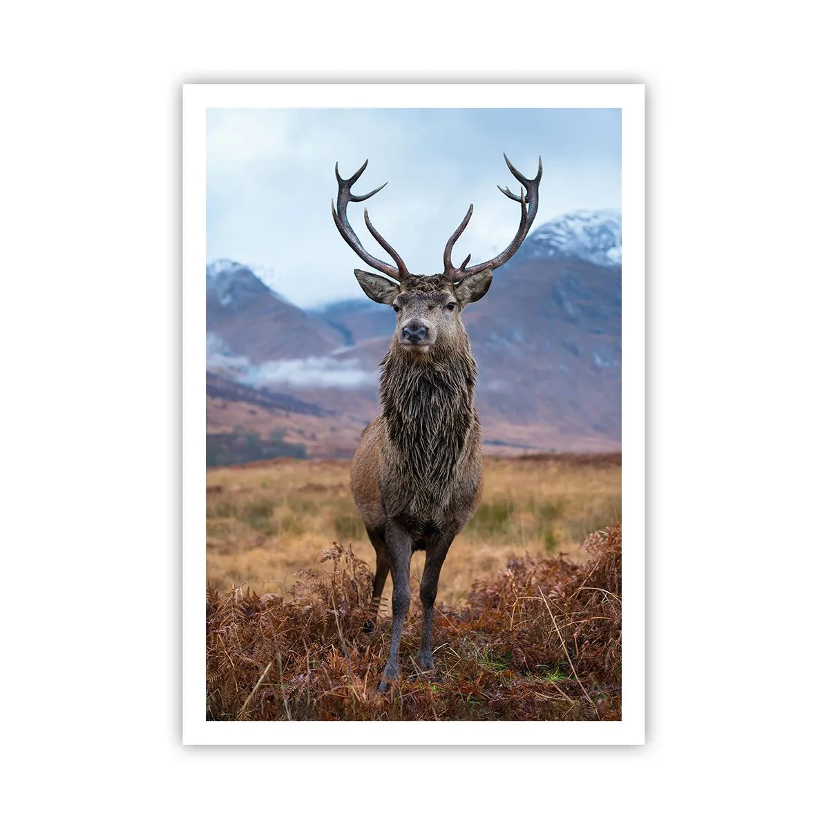 Affisch - På egen mark - 70x100 cm