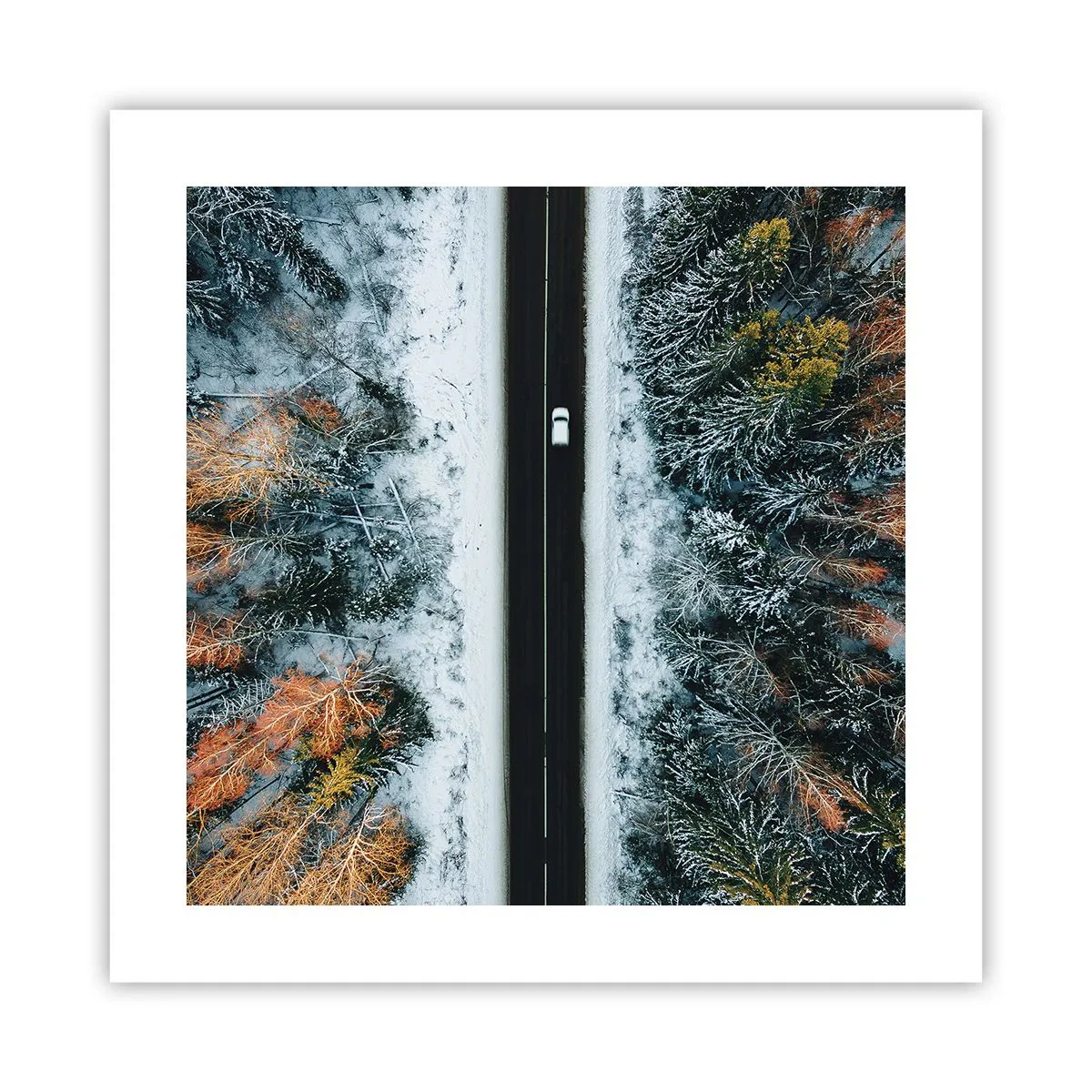 Affisch - Genom vinterskogen - 40x40 cm