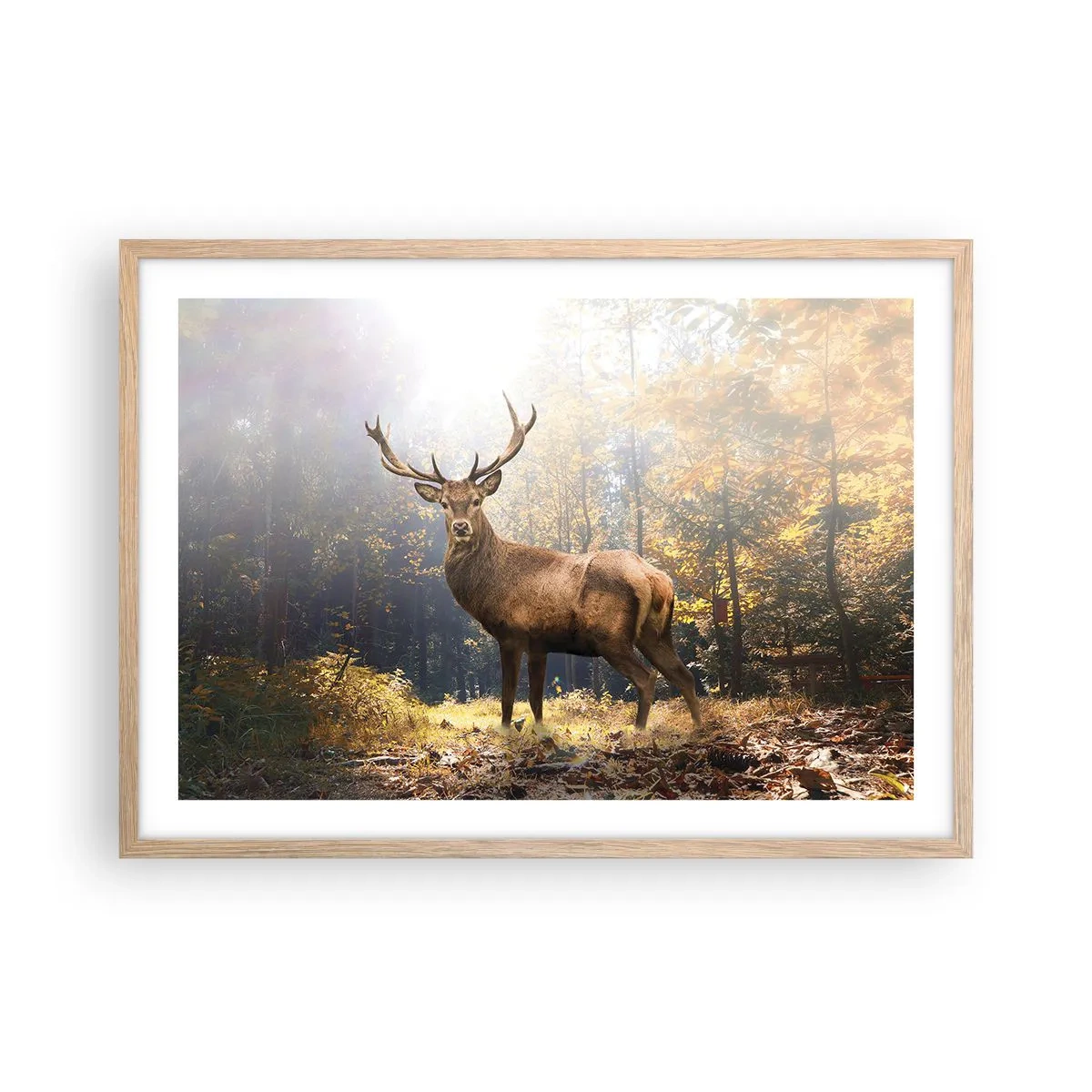 Affisch i ram av ljusek - I fullt majestät - 70x50 cm