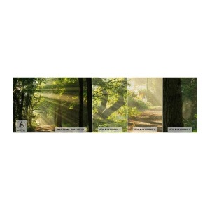 Provbit av fototapet Premium Canvas - En stund i skogen - Landskap, Skog, Natur - 100x30 cm