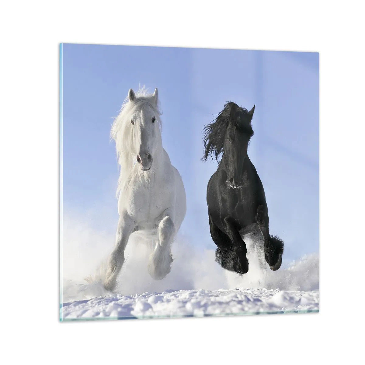 Glastavla - Bild på glas - Svart-vit galopp - 60x60 cm