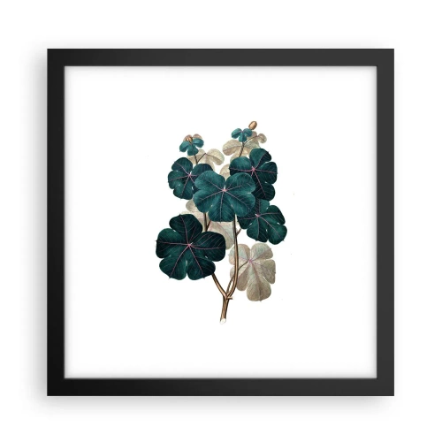 Affisch i svart ram - Från ett gammalt herbarium - 30x30 cm