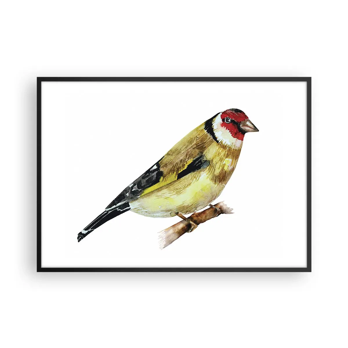 Affisch i svart ram - Fågelporträtt - 100x70 cm