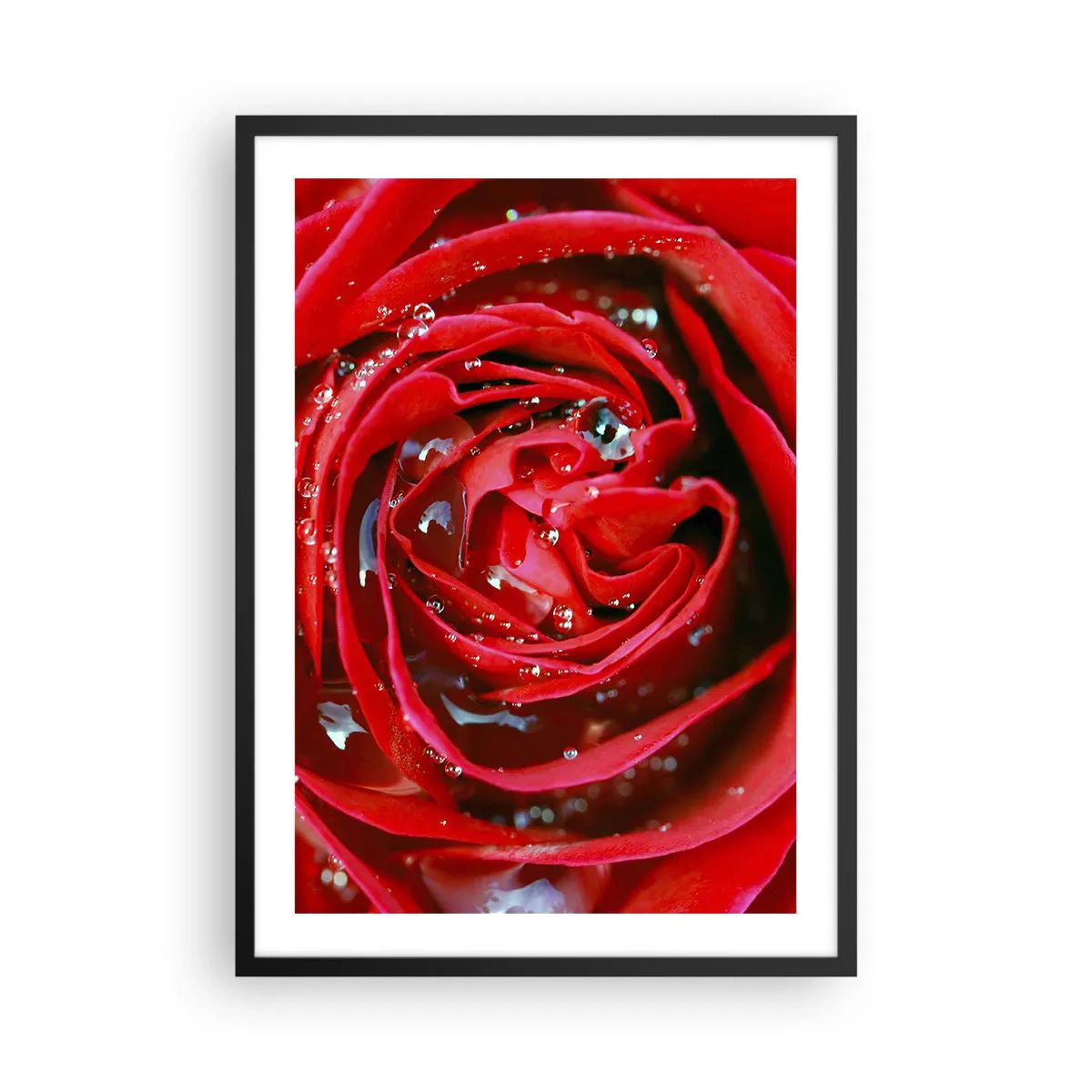 Affisch i svart ram - Närbild av en röd ros med vattendroppar - 50x70cm - Daggdroppar - Modern väggdekoration för vardagsrum och sovrum ARTTOR