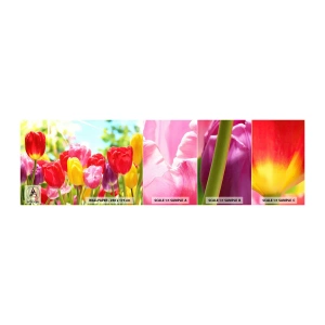 Provbit av självhäftande fototapet Deluxe Sticker - Det är vi, majfärgerna! - Blommor, Tulpaner, Trädgård - 100x30 cm