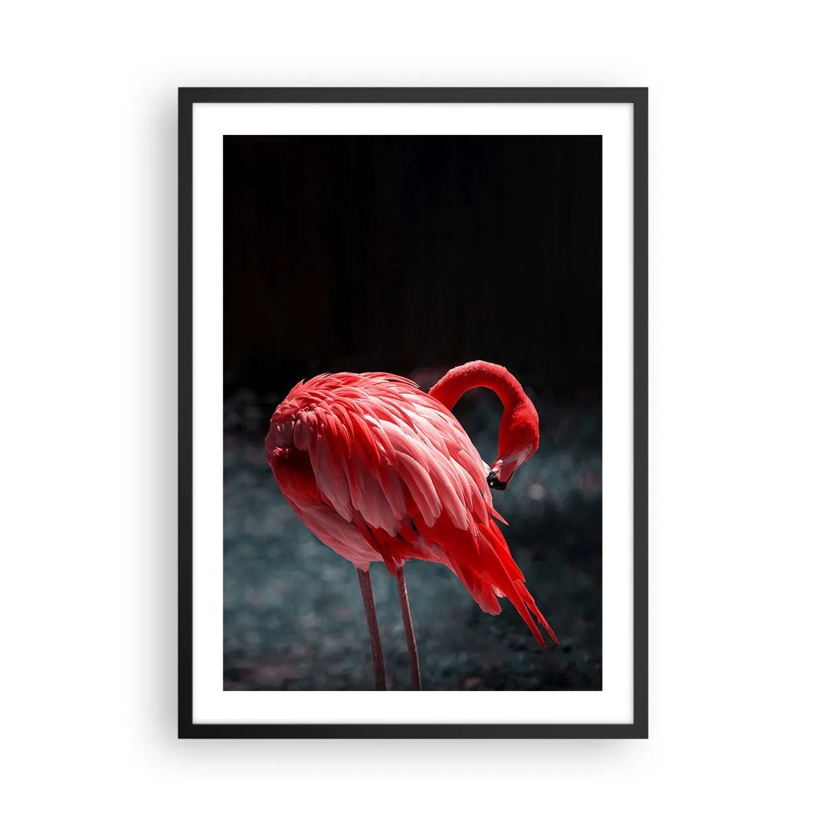 Affisch i svart ram - En röd flamingo mot en mörk bakgrund, subtilt vänd mot sig själv. - 50x70cm - Djuprött naturpoem - Modern väggdekoration för vardagsrum och sovrum ARTTOR