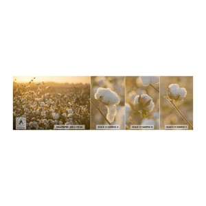 Provbit av fototapet Premium Canvas - Fluffigt fält - Bomullsfält, Asien, Natur - 100x30 cm