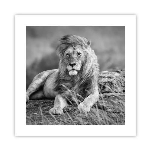 Affisch - Kunglig siesta - 40x40 cm