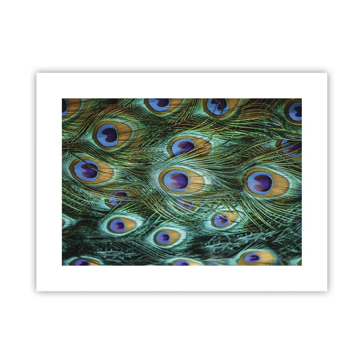 Affisch - Påfågels blick - 40x30 cm