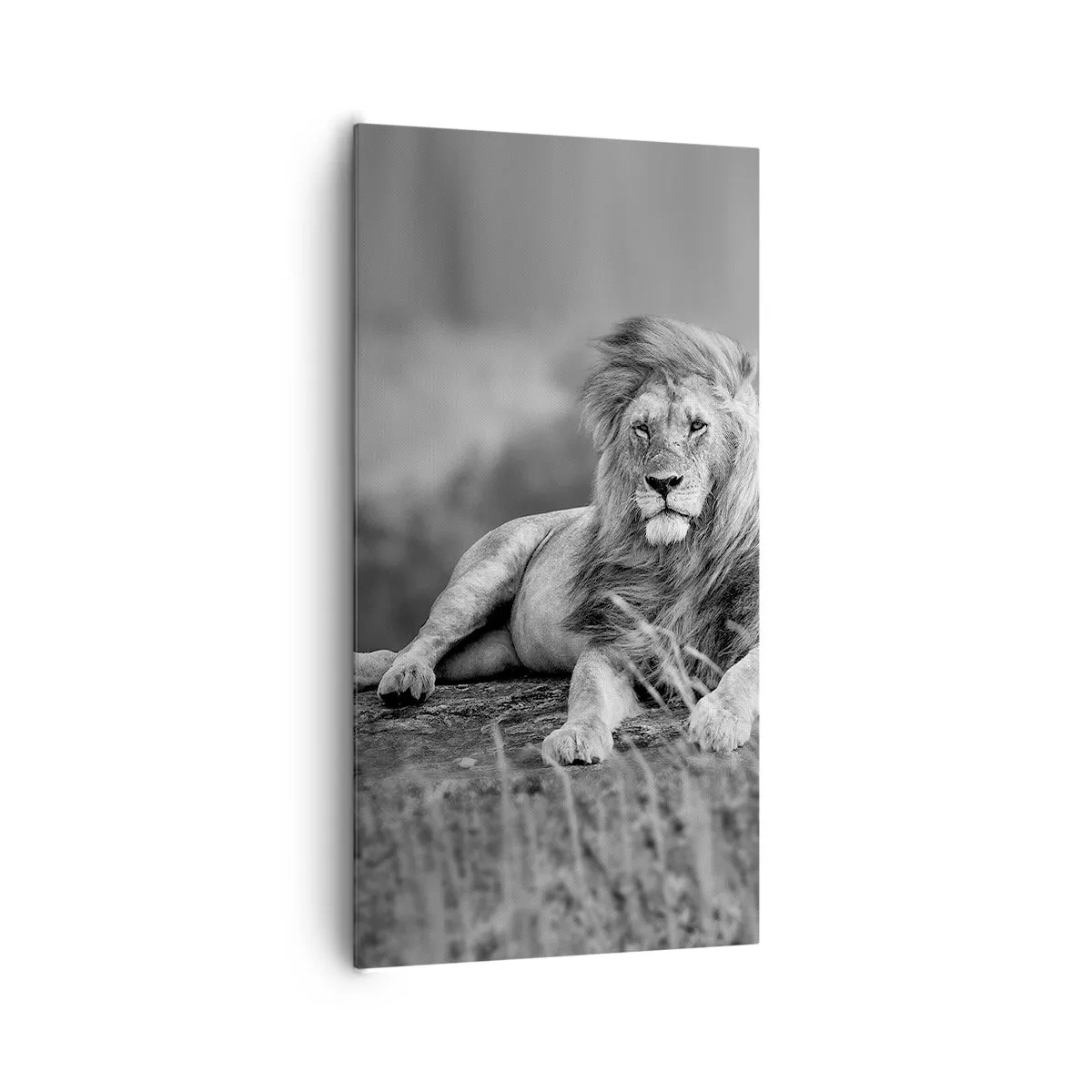 Canvastavla - Bild på duk - Kunglig siesta - 65x120 cm