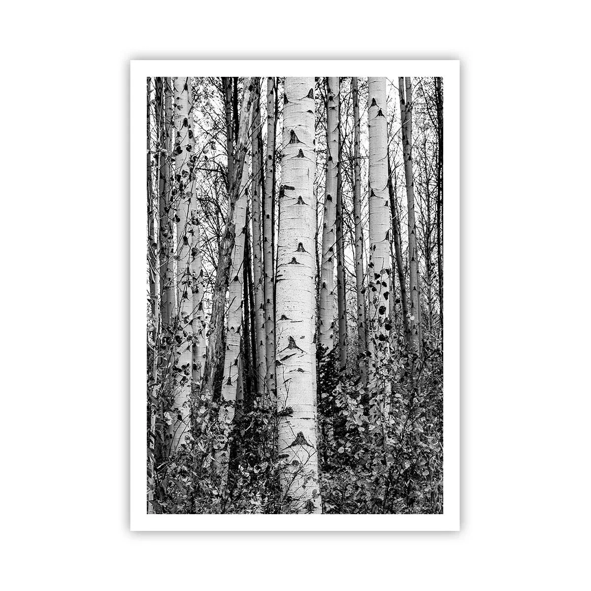 Affisch - Björkpelargång - 70x100 cm