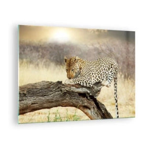 Glastavla - Bild på glas - En leopard som vilar på en trägren - 70x50cm - Jag går min egen väg - Modern väggdekoration för vardagsrum och sovrum ARTTOR