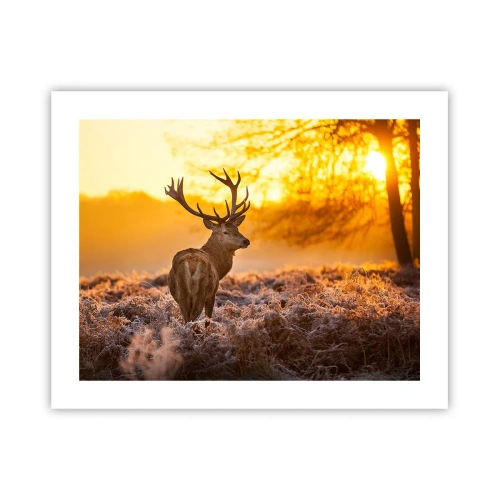 Affisch - Höstskogens kung - 50x40 cm