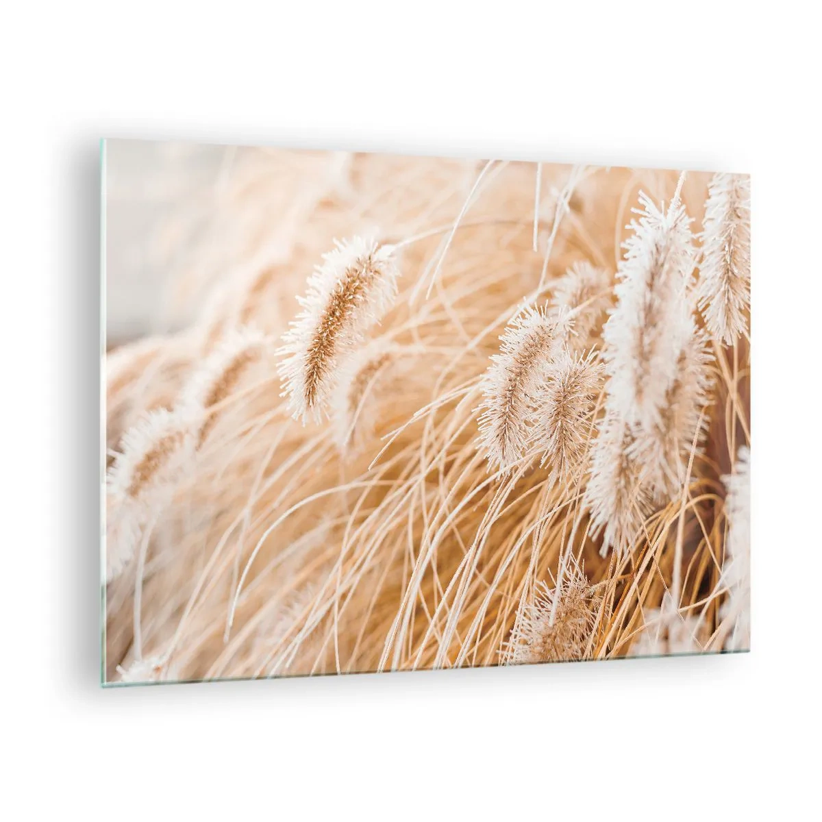 Glastavla - Bild på glas - Närbild av fluffiga grässpikar i gyllene ljus - 70x50cm - Gyllene gräsrassel - Modern väggdekoration för vardagsrum och sovrum ARTTOR