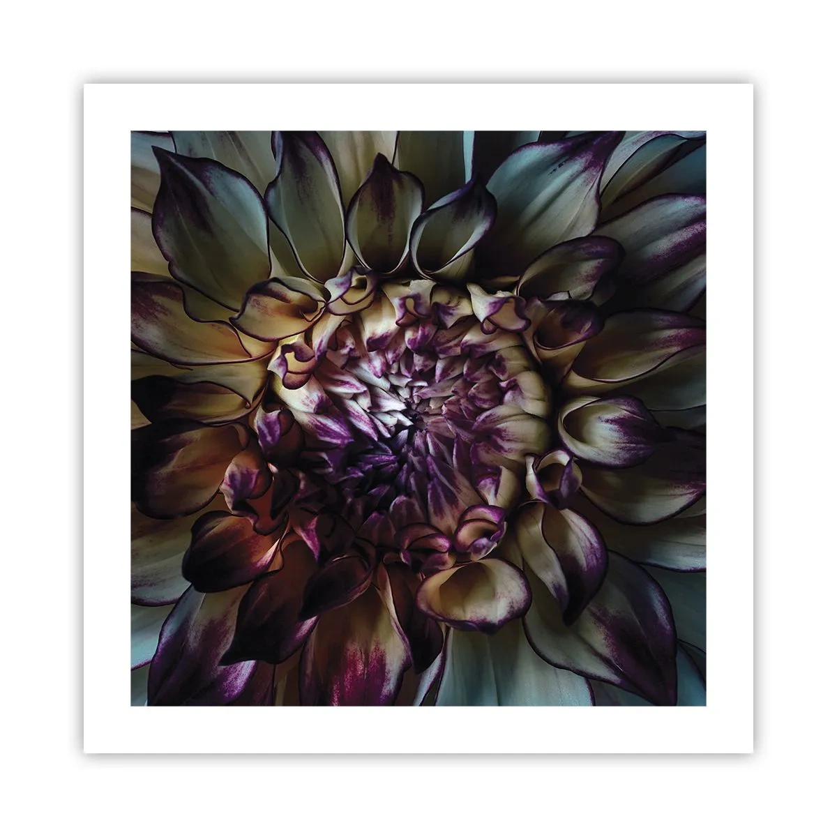 Affisch - Blommande ungdom - 50x50 cm