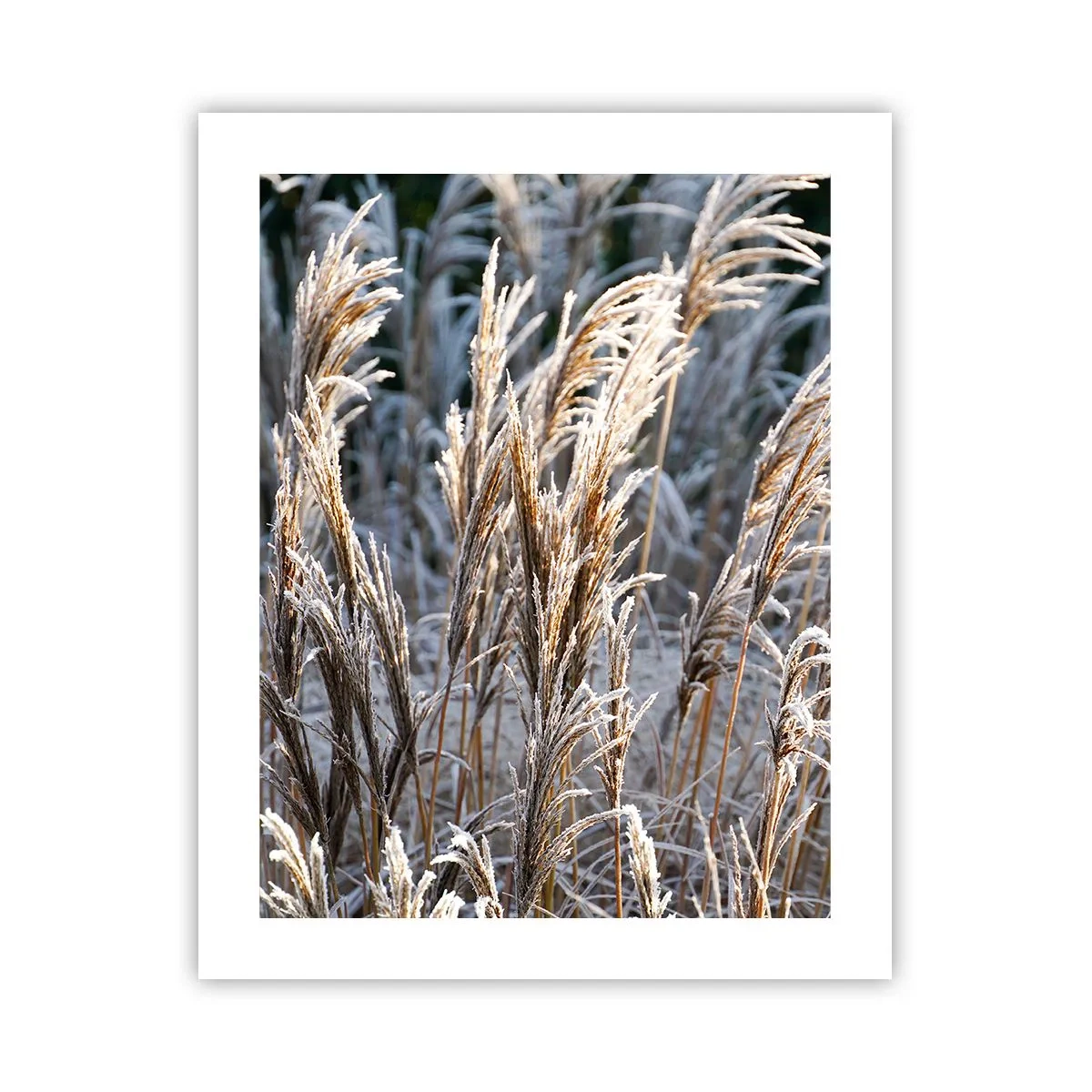 Affisch - Frostprydda - 40x50 cm