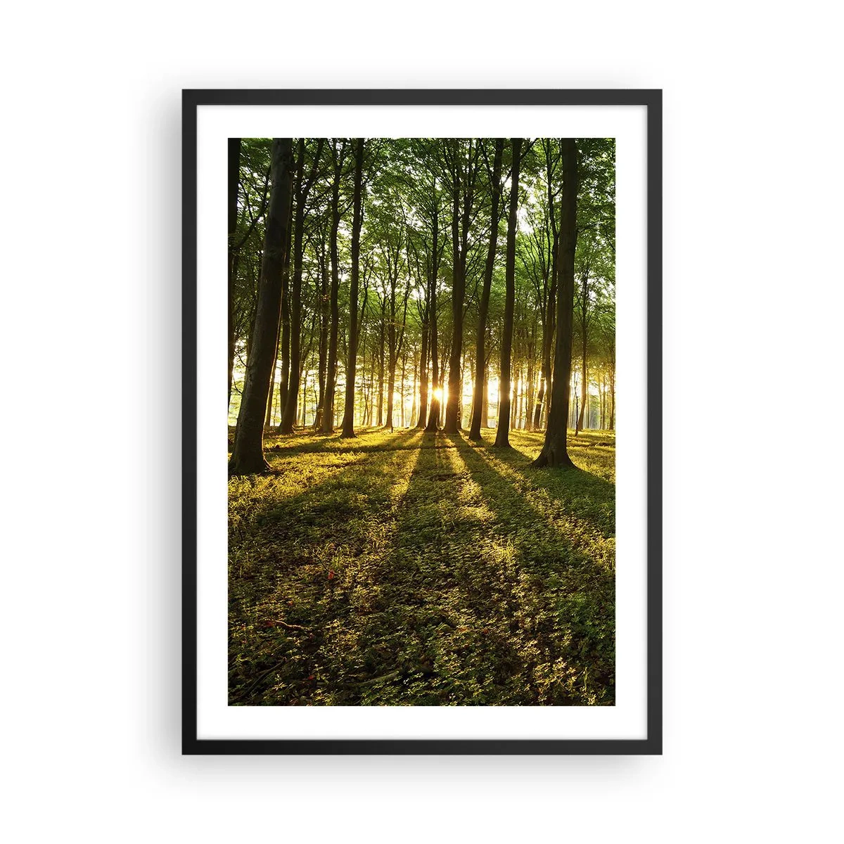 Affisch i svart ram - En skog upplyst av den nedgående solens strålar - 50x70cm - Fotografi av alla vårar - Modern väggdekoration för vardagsrum och sovrum ARTTOR