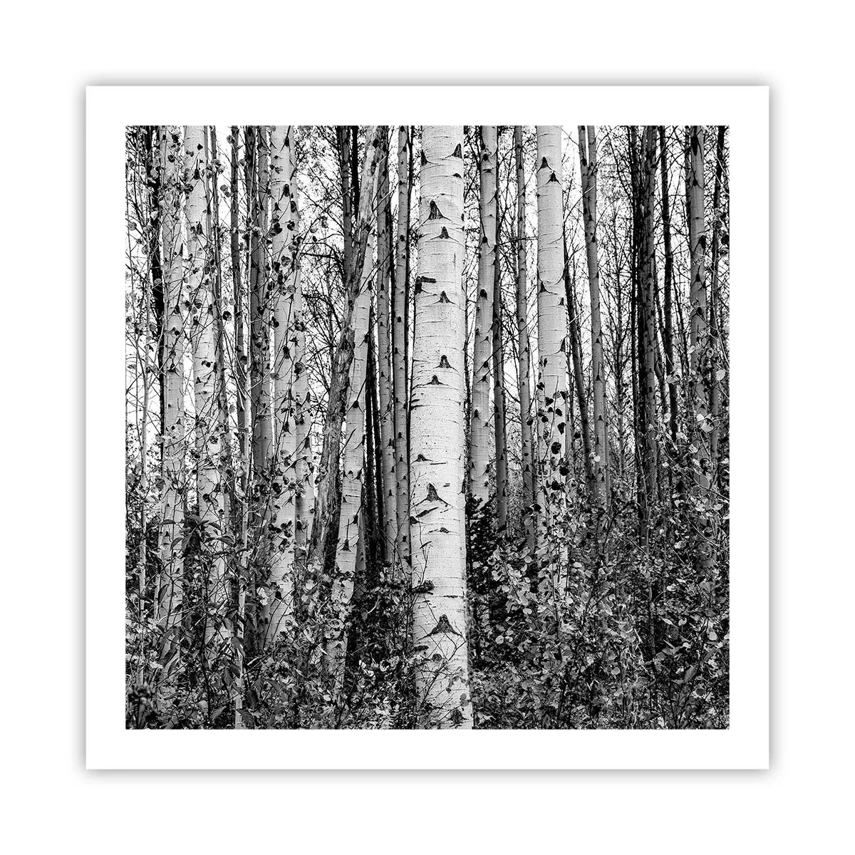 Affisch - Björkpelargång - 60x60 cm