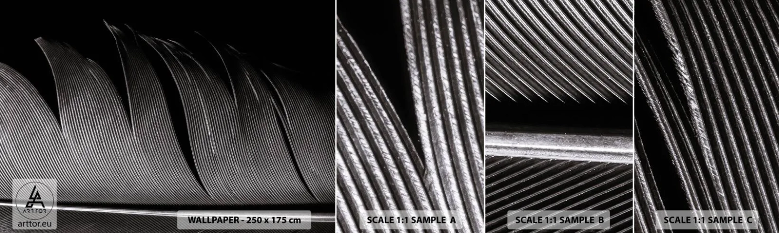 Fototapet Prov Standard Eco - Fjäder - en underbar konstruktion - Penna, Minimalism, Lätthet - 100x30 cm