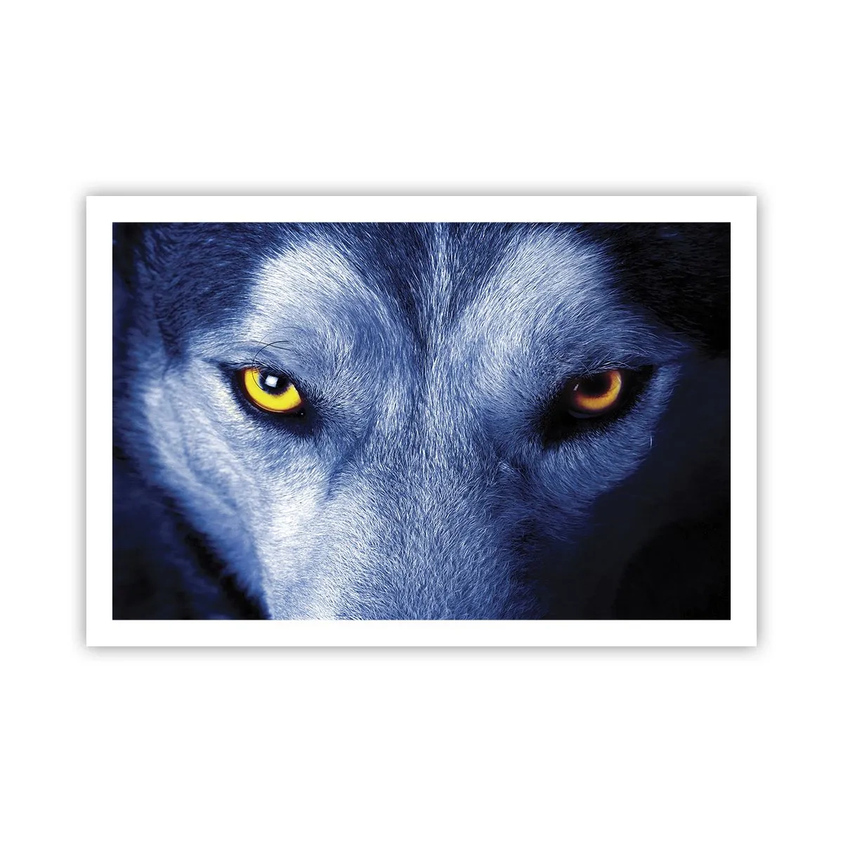 Affisch - Hypnotiserade titt - 91x61 cm