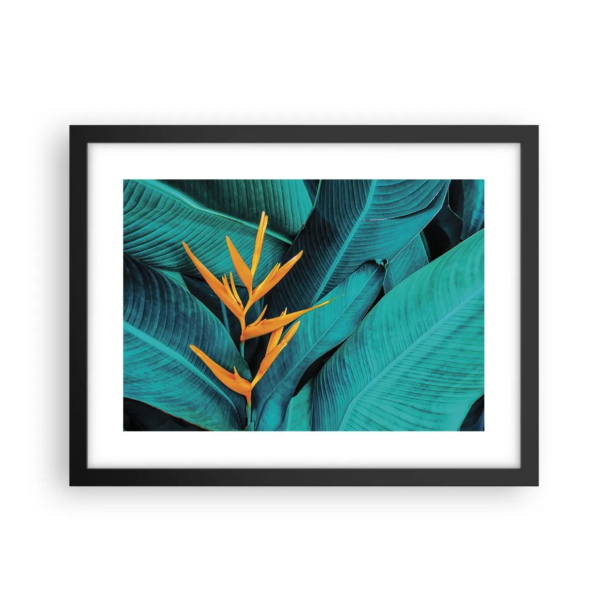 Affisch i svart ram - Edens blomma - 40x30 cm