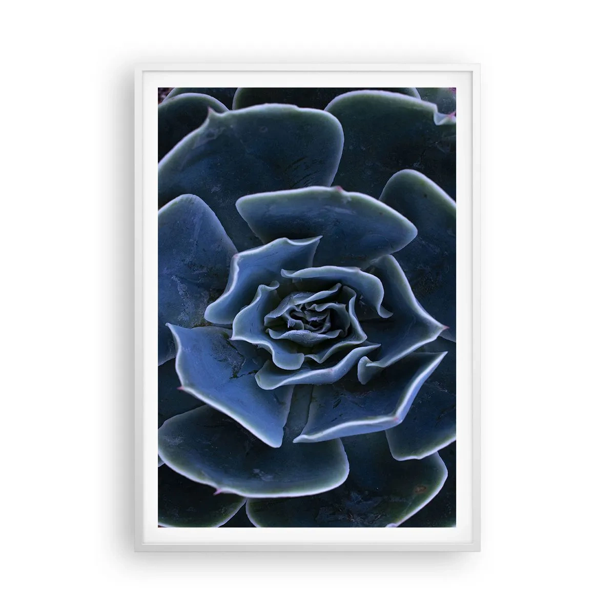 Affisch i vit ram - Öknens blomma - 70x100 cm