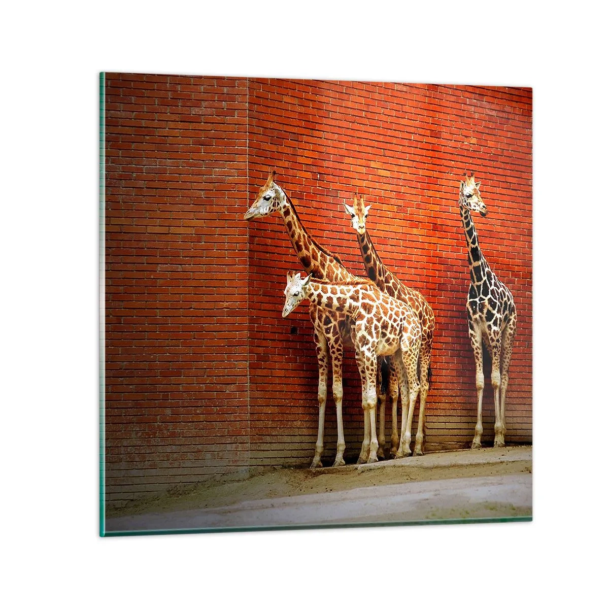 Glastavla - Bild på glas - Ser ni någon akacia? - 40x40 cm