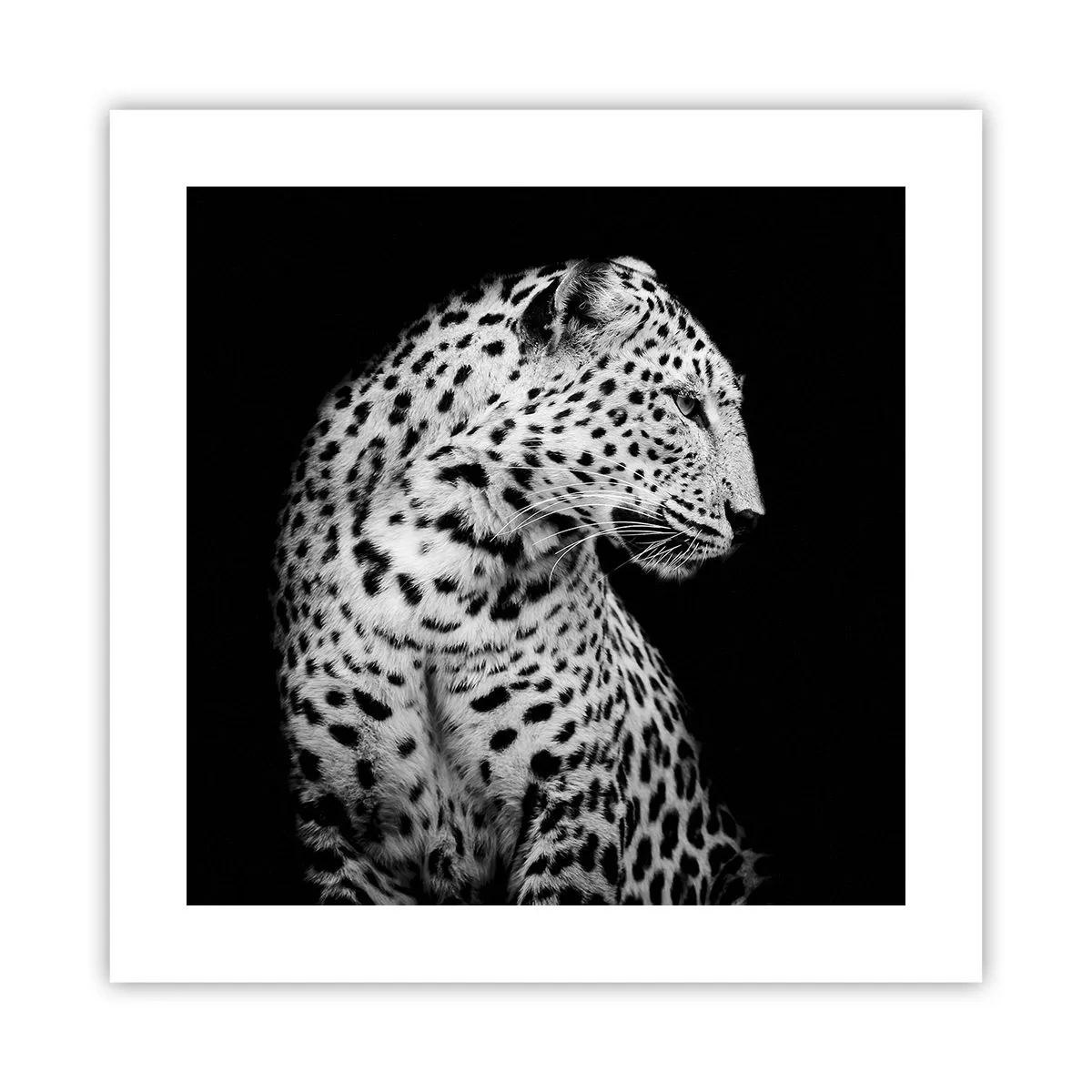 Affisch - Perfekt höger profil! - 40x40 cm