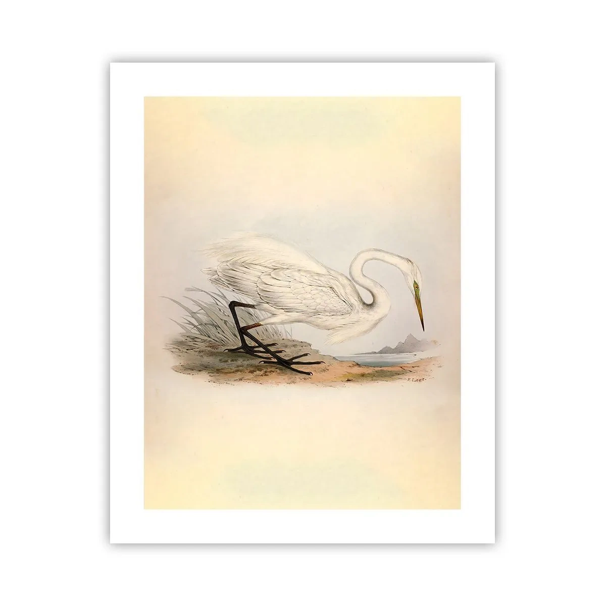Affisch - En dam i vassen - 40x50 cm