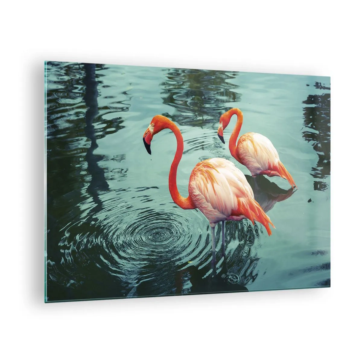 Glastavla - Bild på glas - Flamingos på vattnet i en harmonisk komposition - 70x50cm - Nu är vi på modet - Modern väggdekoration för vardagsrum och sovrum ARTTOR