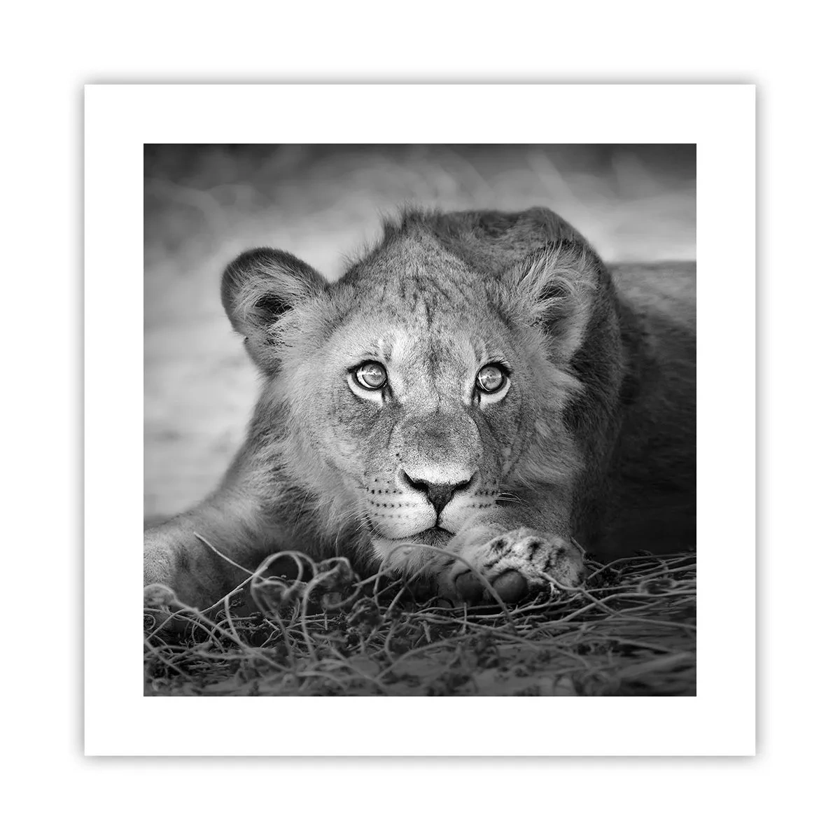 Affisch - Kunglig valp - 40x40 cm