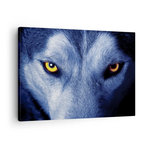 Canvastavla - Bild på duk - Närbild av en vargs intensiva blick mot en mörk bakgrund - 70x50cm - Hypnotiserade titt - Modern väggdekoration för vardagsrum och sovrum ARTTOR
