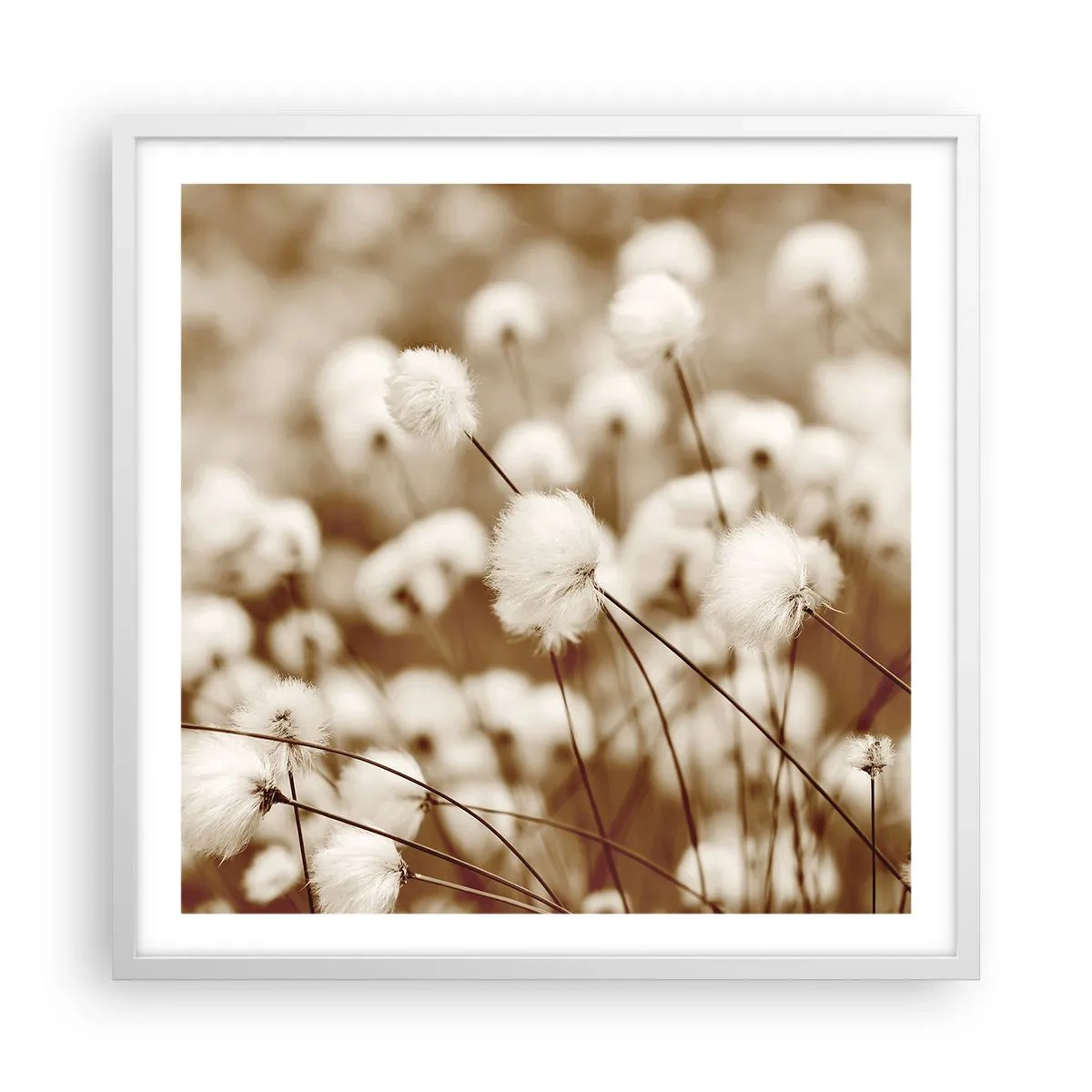 Affisch i vit ram - Fluffig åkermark - 60x60 cm