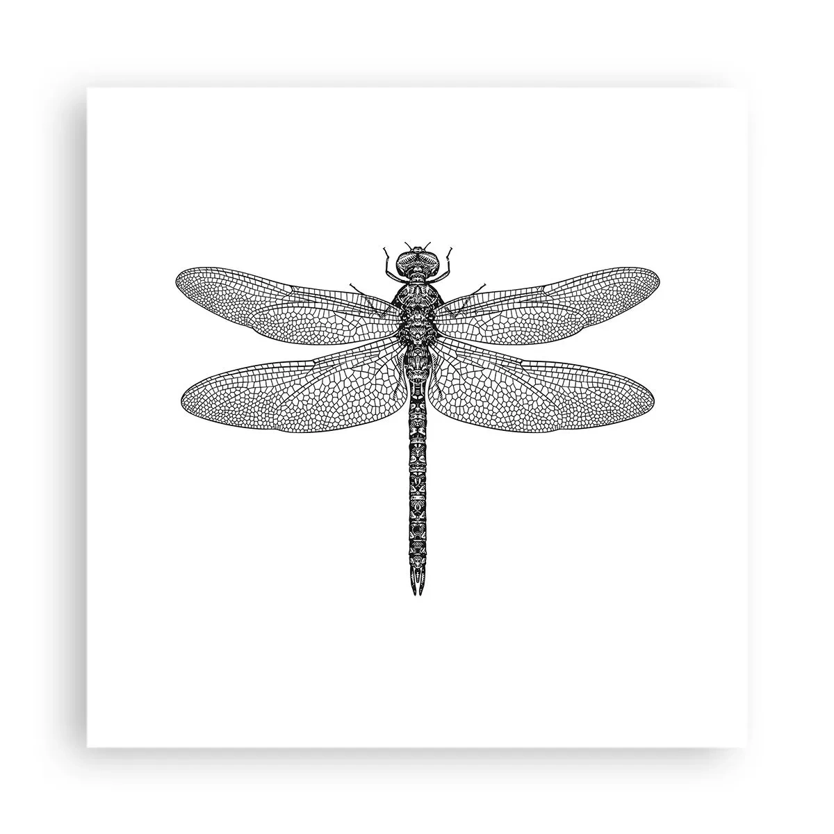 Affisch - Precision i naturen - 40x40 cm