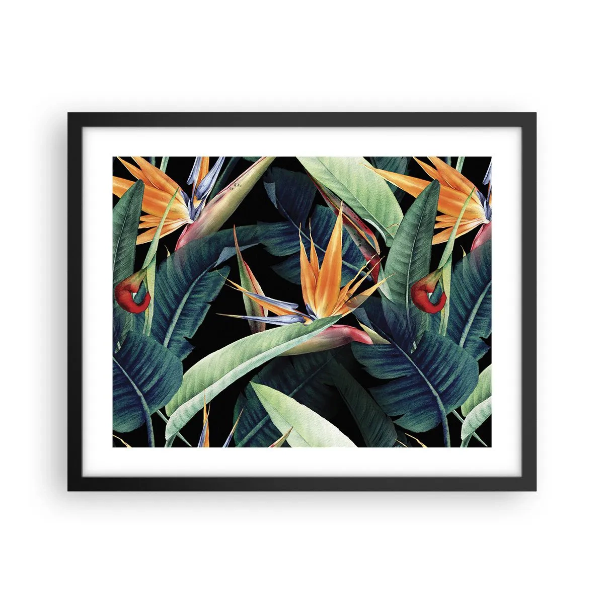 Affisch i svart ram - Tropikens brinnande blommor - 50x40 cm