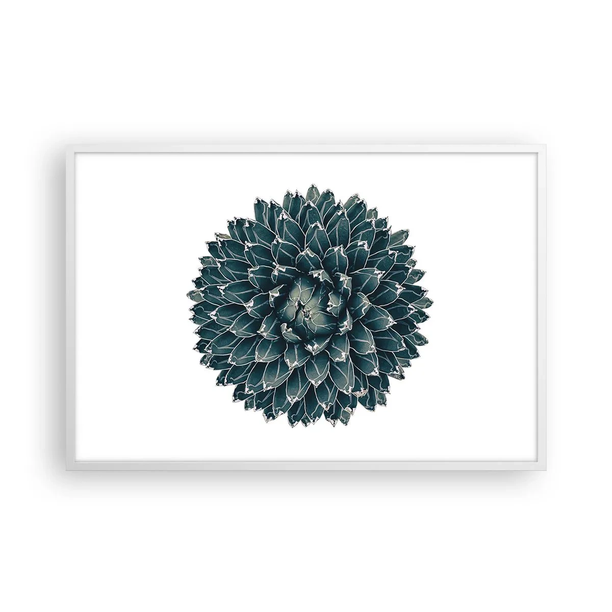 Affisch i vit ram - Öknens stjärna - 91x61 cm