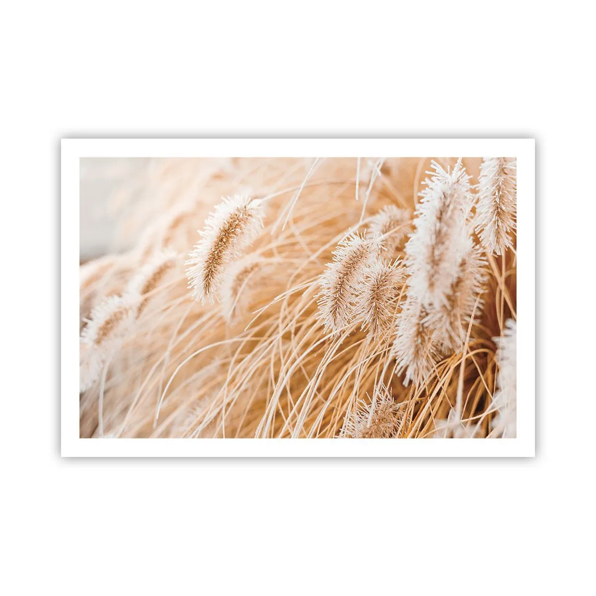 Affisch - Gyllene gräsrassel - 91x61 cm