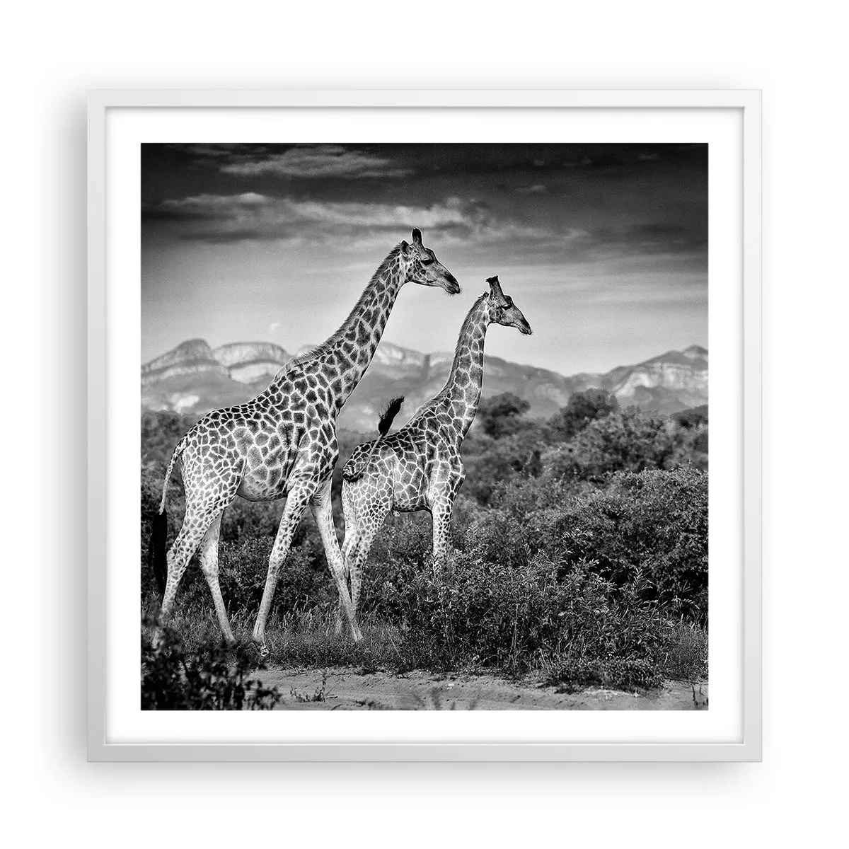 Affisch i vit ram - Högre klasser i Afrika - 60x60 cm