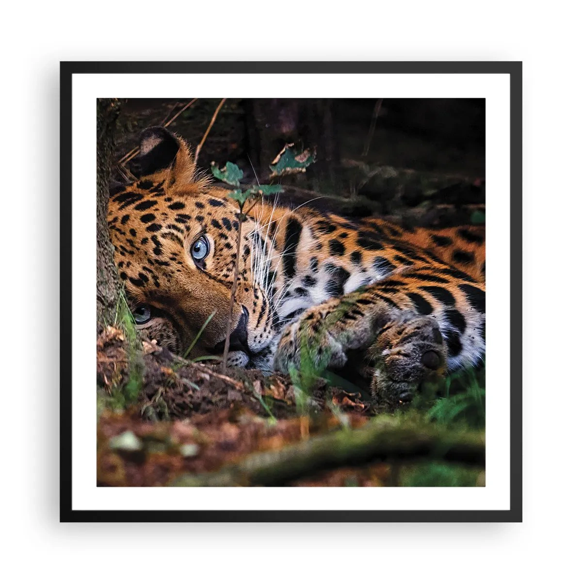 Affisch i svart ram - Tro mig - 60x60 cm