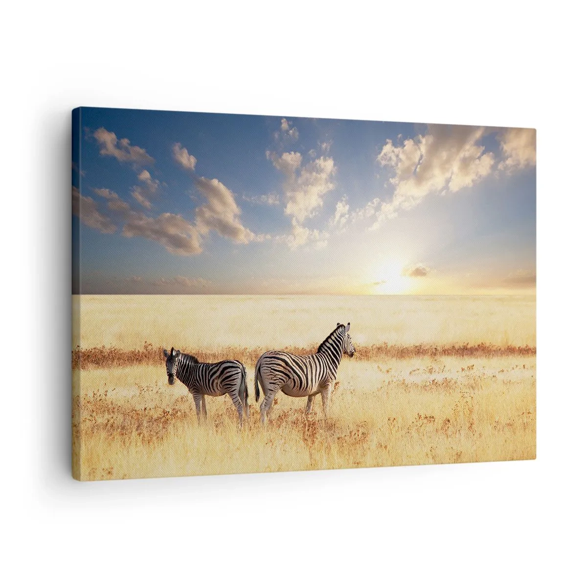 Canvastavla - Bild på duk - Två zebror på savannen i solnedgångens strålar - 70x50cm - Gå härifrån, stör inte lugnet - Modern väggdekoration för vardagsrum och sovrum ARTTOR