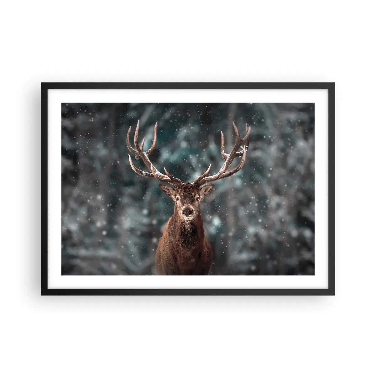 Affisch i svart ram - Krönt skogens kung - 70x50 cm