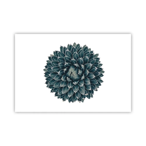 Affisch - Öknens stjärna - 91x61 cm